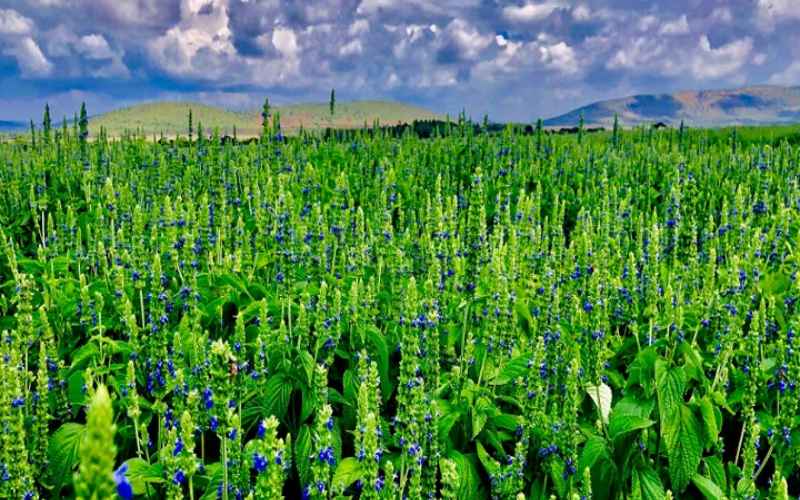 A lush green field of chia plants under a cloudy sky, with blue flowers blooming on the plants, illustrating the cultivation of chia seeds in a large agricultural landscape.