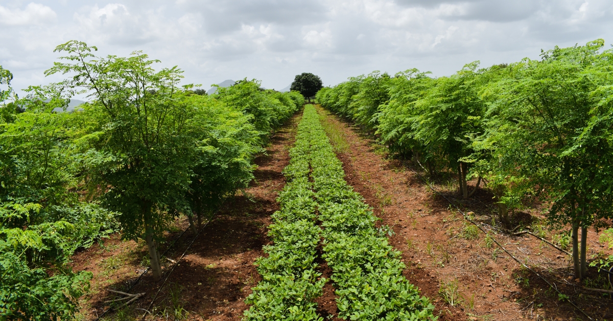 सीमांत किसानों के लिए मल्टी फार्मिंग: लाभ, तकनीक और उत्पादन बढ़ाने के उपाय