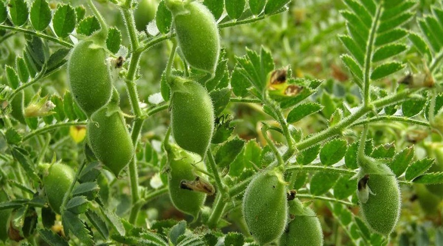 Farmers should do these things to attain more yield of chickpea in the month of december