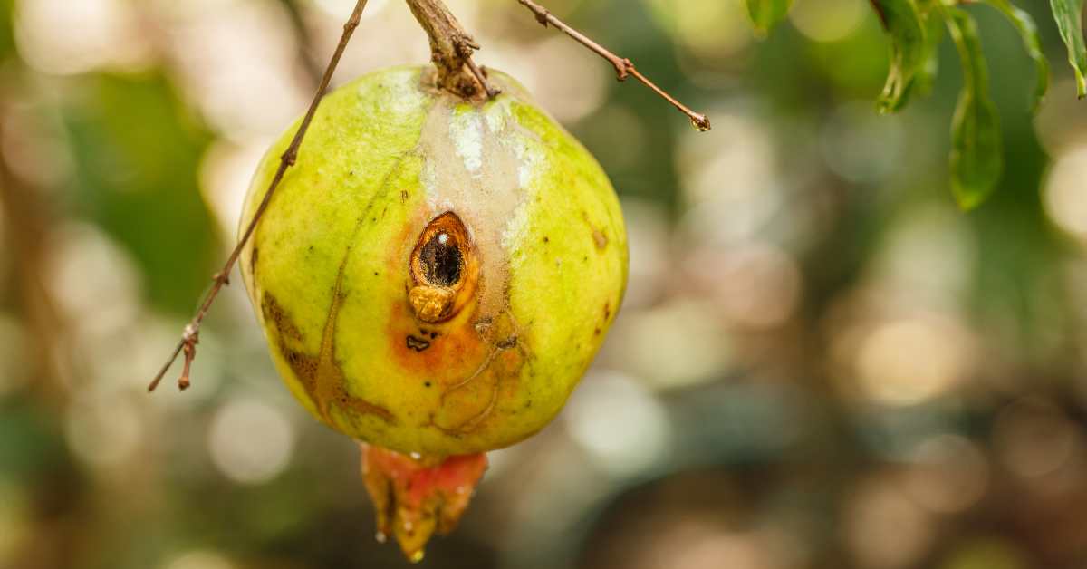  Pests affecting pomegranate fruit and their prevention