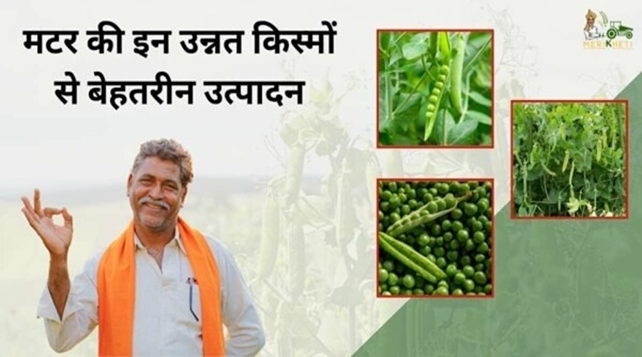 Farmers get the best production from these advanced varieties of peas in this Rabi season.