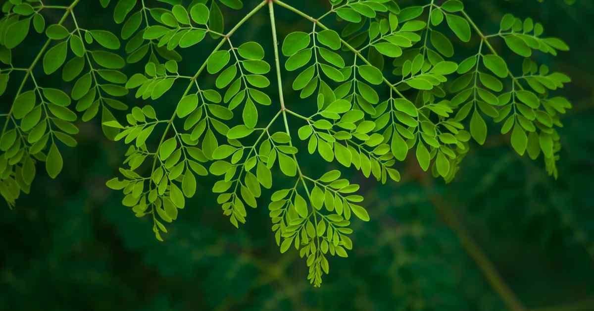 सजहन (मोरिंगा) की खेती: पोषक गुण, विधि, और आर्थिक लाभ