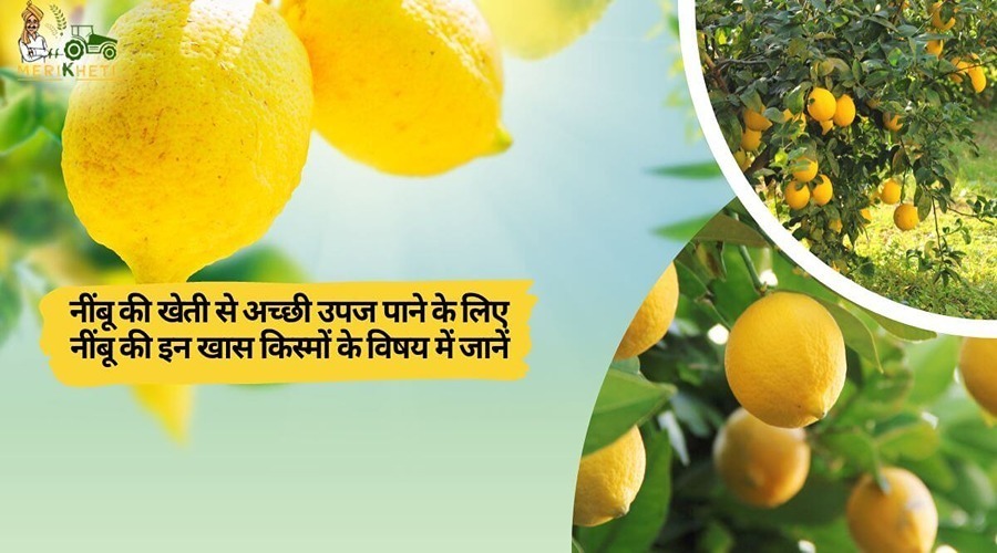To get a good yield from lemon cultivation, know about these special varieties of lemon.