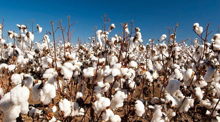 Cotton cultivation can bring profit to farmer brothers