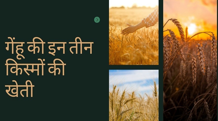 Farmers can obtain a production upto 70 to 75 Quintals per hectare by cultivating these three top varieties of wheat 