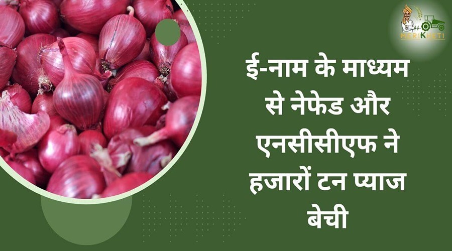  NAFED and NCCF sold thousands of tonnes of onion through e-NAM.