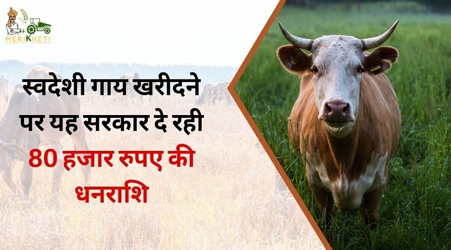 This government is giving an amount of Rs 80 thousand for purchasing indigenous cows.