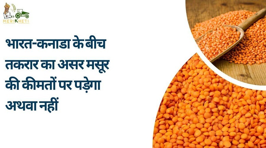  Will the dispute between India and Canada affect the prices of lentils or not?