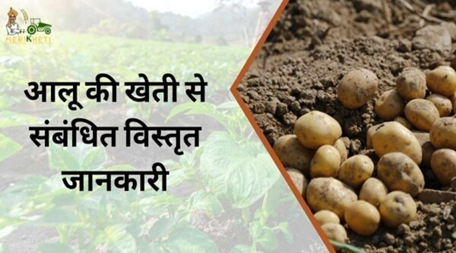  Detailed information related to potato cultivation