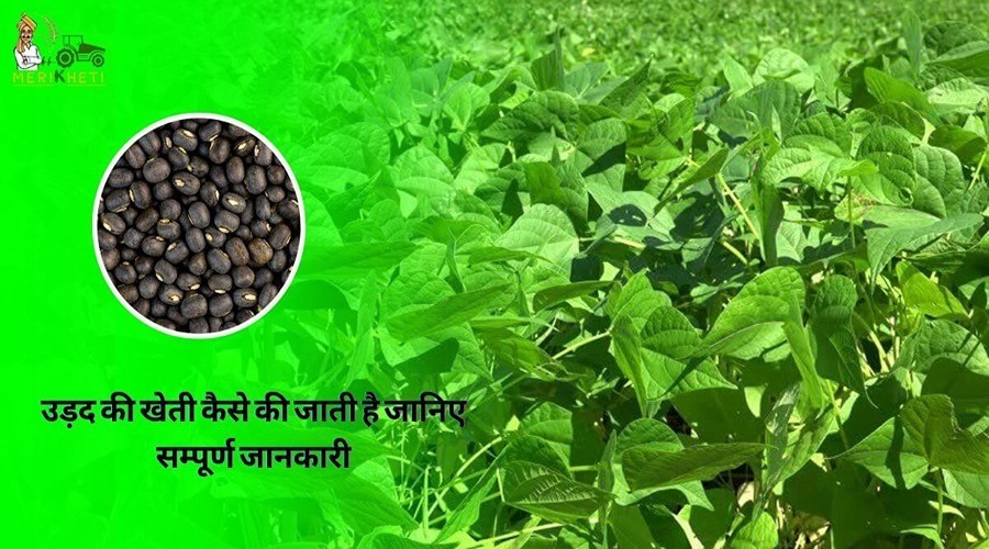 उड़द की खेती कैसे की जाती है जानिए सम्पूर्ण जानकारी (Urad Dal Farming in Hindi)