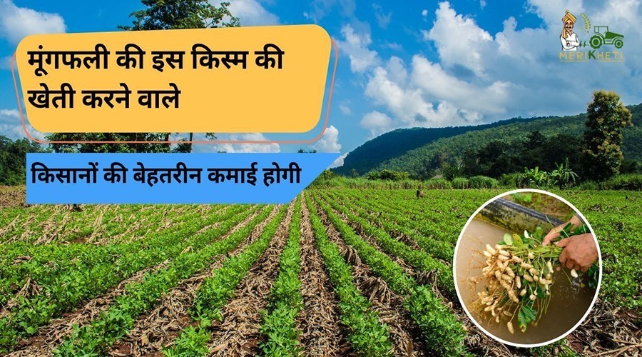  Farmers cultivating this variety of groundnut will earn excellent income. 