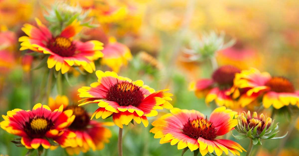 Gaillardia is a flower that blooms for more than 6 months, know complete information