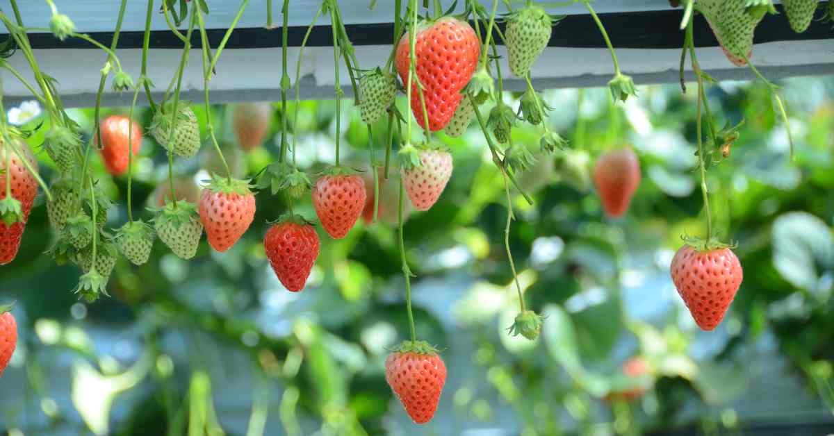 स्ट्रॉबेरी की खेती कैसे की जाती है? भूमि की तैयारी से लेकर तुड़ाई तक सम्पूर्ण जानकारी