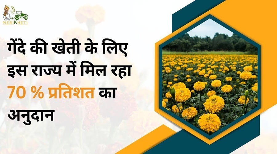 This state is providing a 70% subsidy for the cultivation of marigold.
