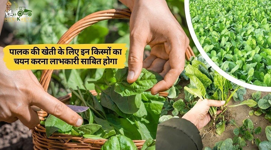 Selecting these varieties for spinach cultivation will be beneficial.
