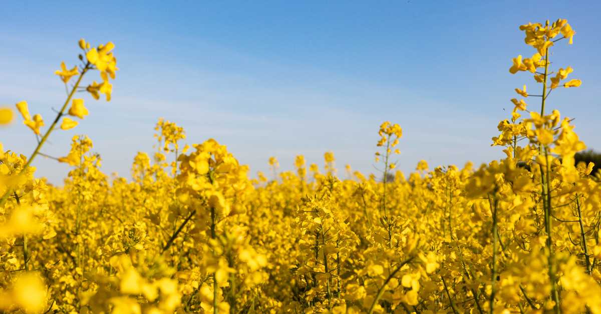  Instructions to complete preparations to buy mustard crop on MSP