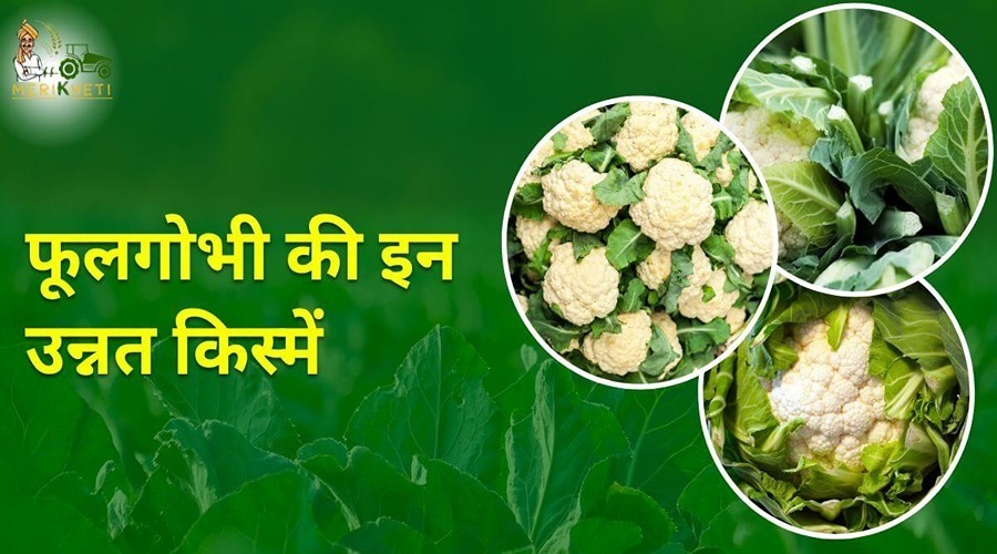 Farmers can earn good profits by growing these improved varieties of cauliflower.
