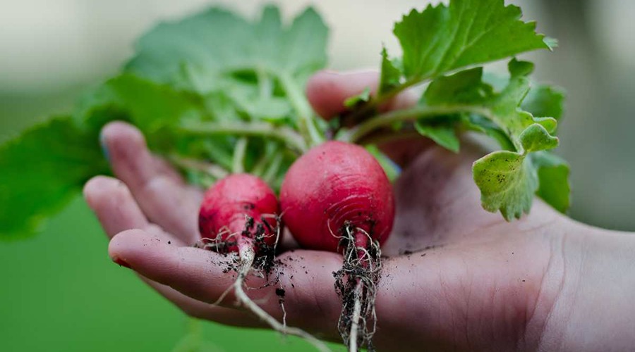 Know how beetroot is rich in nutrients and beneficial for health?