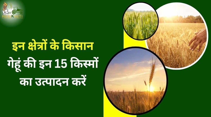 Farmers of these areas should produce these 15 varieties of wheat