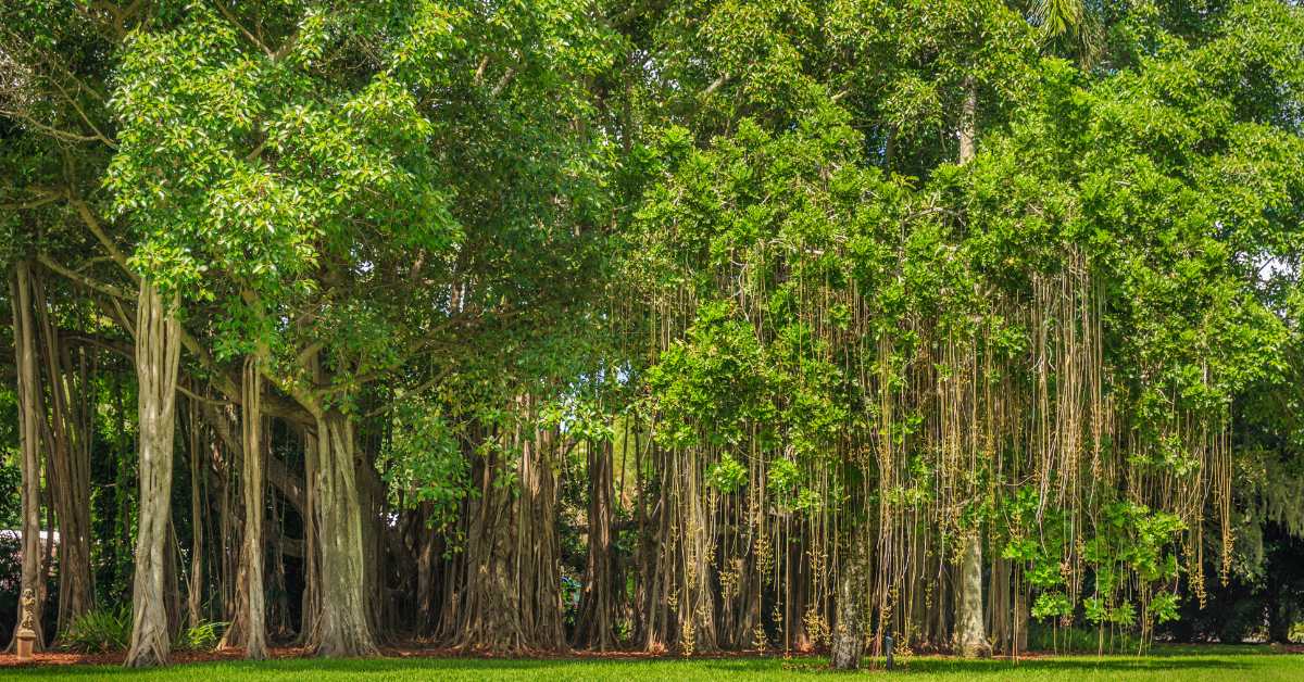 What is the banyan tree and its benefits and disadvantages?