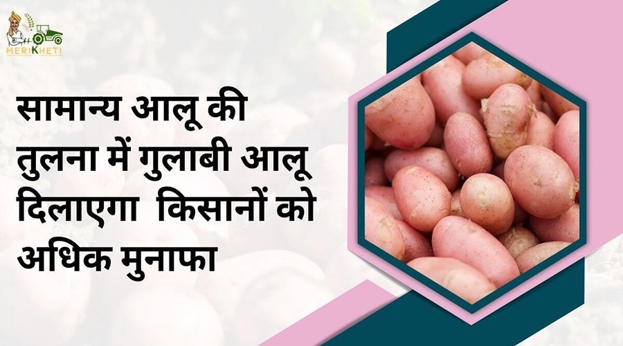  Pink potatoes will give farmers more profits than normal potatoes
