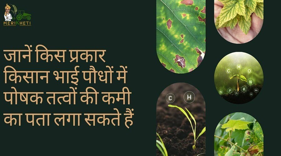 Know how farmers can detect the deficiency of nutrients in plants.