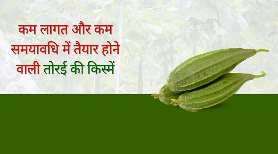 Luffa varieties that are prepared at low cost and in a short time.