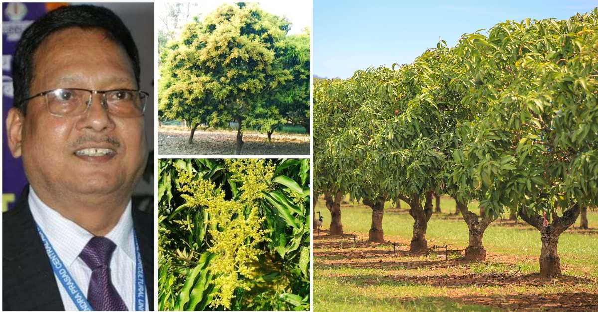 To get maximum benefits from mango orchards, flower (landscape) management is essential, know what to do and what not to do.