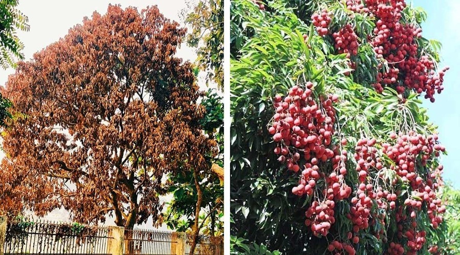  New Emerging Disease: How to manage the problem of sudden withering and wilt of a litchi tree?