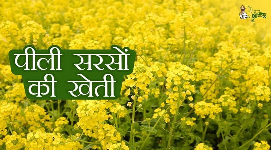 जानिए, पीली सरसों (Mustard farming) की खेती कैसे करें?