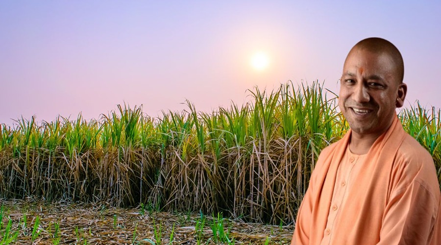 The Yogi government increased the price of sugarcane by Rs 20, and farmers have given their reaction to this.