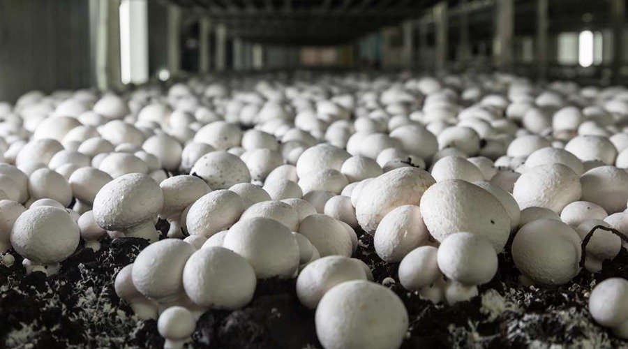 The encouragement of the government increased towards mushroom cultivation in Morni region of Haryana