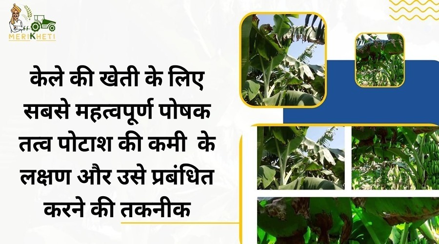 The most important nutrient for banana cultivation, symptoms of lack of potash and technique of managing it