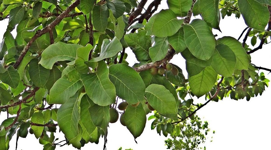  Madhuca Longifolia: What are the utilities and features of Mahua tree
