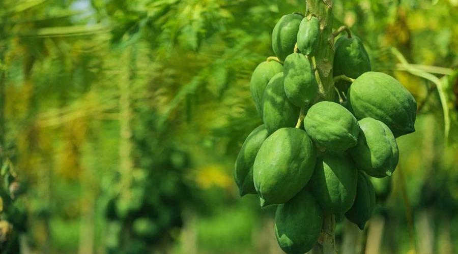 A 75% subsidy will be given for papaya cultivation in this state.