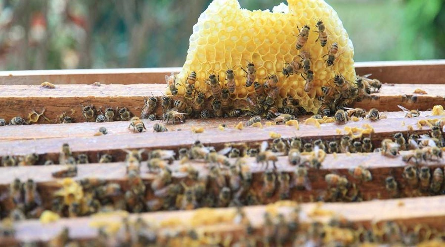 किसान भाई मधुमक्खी पालन से शानदार लाभ उठा सकते हैं