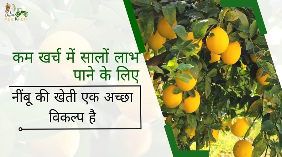  Lemon farming is a good option to get years of profit at a low expense.