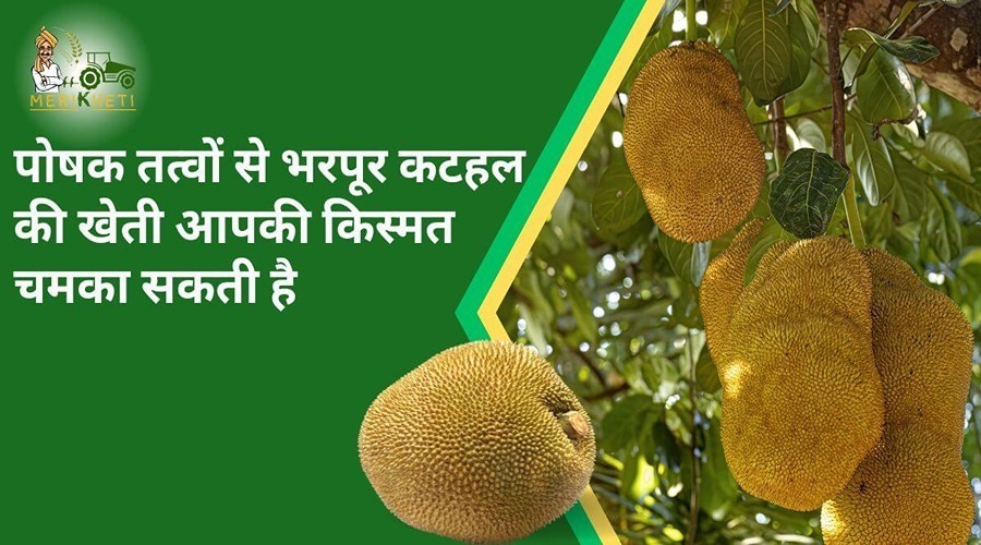 Nutrient-rich jackfruit farming can brighten your luck