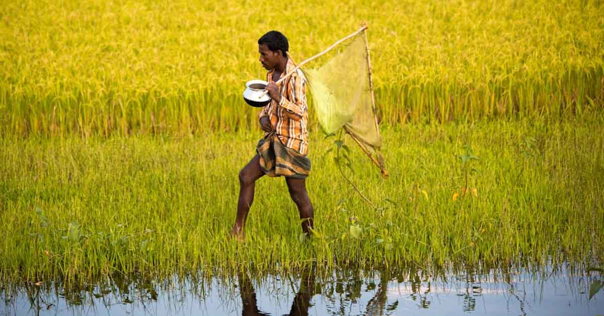 आजकल की विनाशकारी वर्षा भारतीय किसानों के लिए आपदा का कारण बनी