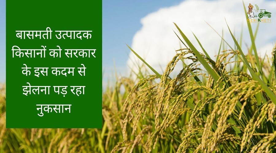 Basmati producing farmers are facing losses due to this step of the government.