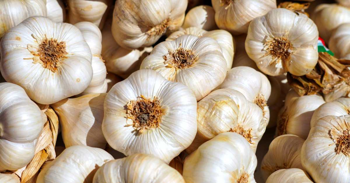 What is the reason for the rise in garlic prices?