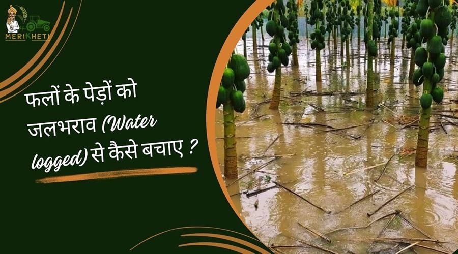 फलों के पेड़ों को जलभराव (Water logged) से कैसे बचाए ?