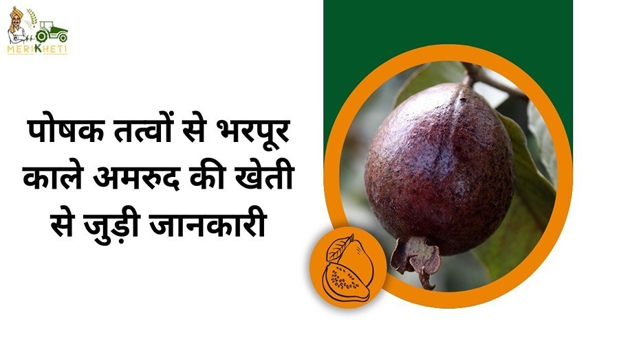 Information related to the cultivation of nutrient-rich black guava