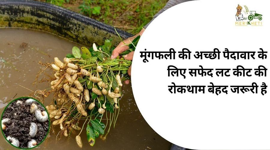 Prevention of white braided insects is very important for good yield of groundnut.