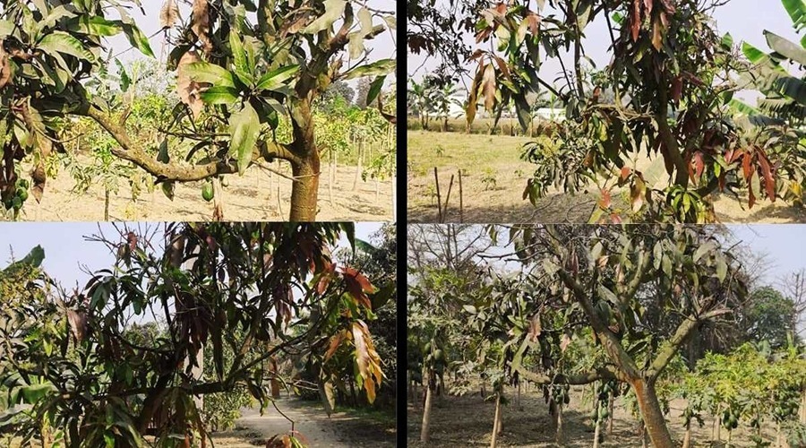 If the mango tree is drying from top to bottom (top death), how to manage?