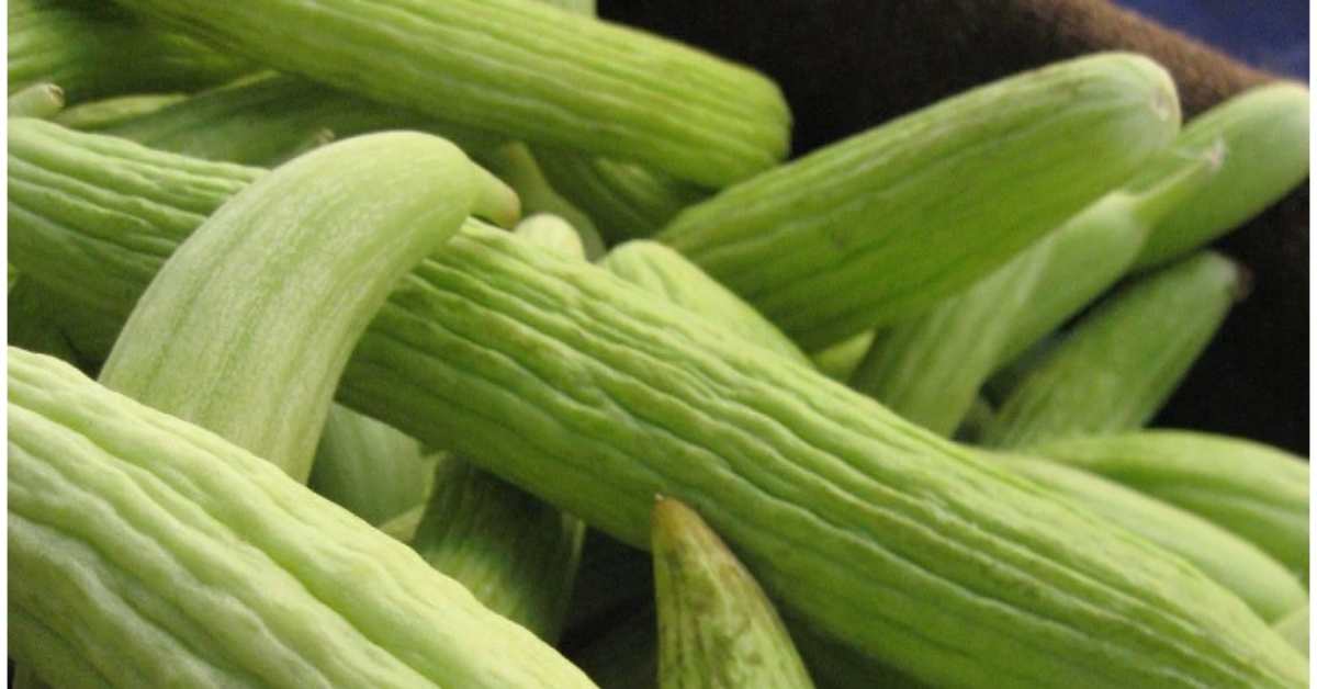 Detailed information related to cucumber cultivation