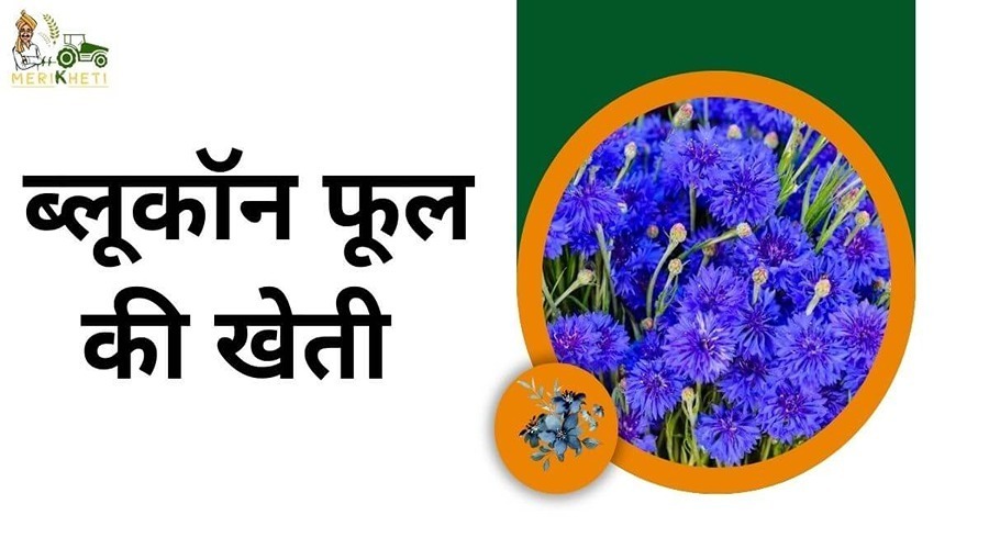 Farmers of Bundelkhand are getting huge benefits from the cultivation of Bluecone flower.