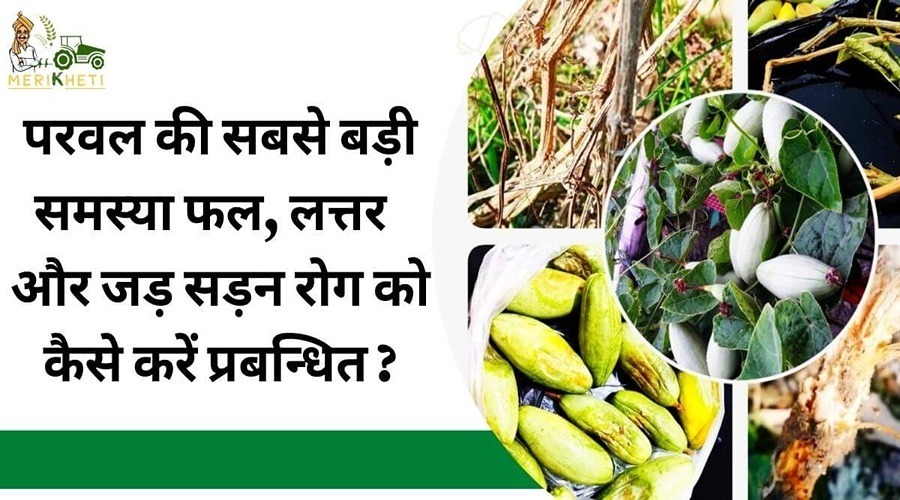 The biggest problem of Parwal is fruit, leaf and root rot disease. How to manage it?