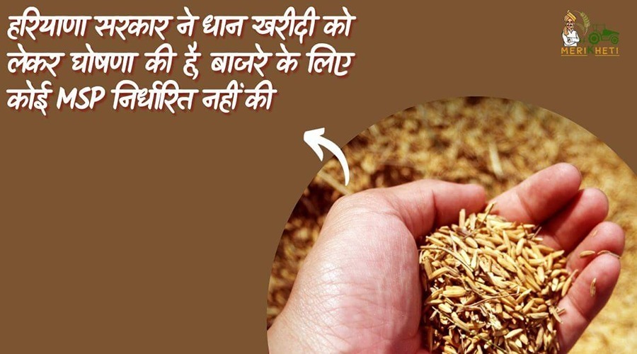  Haryana government made announcements regarding paddy procurement, no MSP has been set for millet.