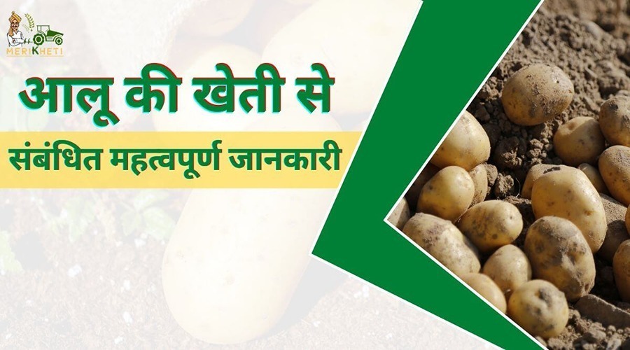 Potato farming: Important information related to potato farming.